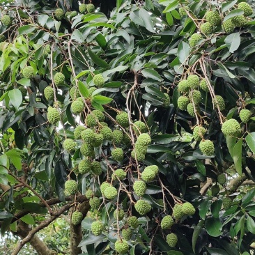 广州市从化区桂味荔枝