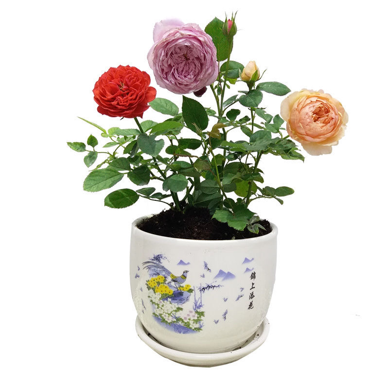 欧月藤本月季花小苗玫瑰花盆栽爬藤蔷薇大花带花发货浓香四季