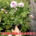 欧月藤本月季花小苗玫瑰花盆栽爬藤蔷薇大花带花发货浓香四季