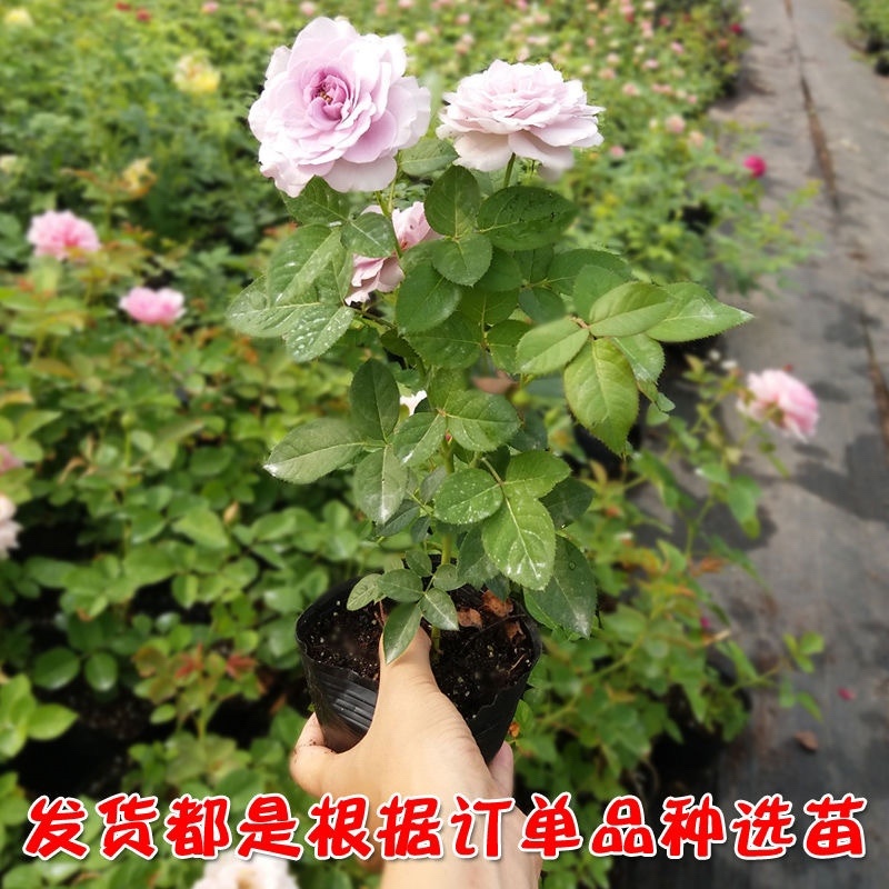 欧月藤本月季花小苗玫瑰花盆栽爬藤蔷薇大花带花发货浓香四季