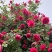 欧月藤本月季花小苗玫瑰花盆栽爬藤蔷薇大花带花发货浓香四季