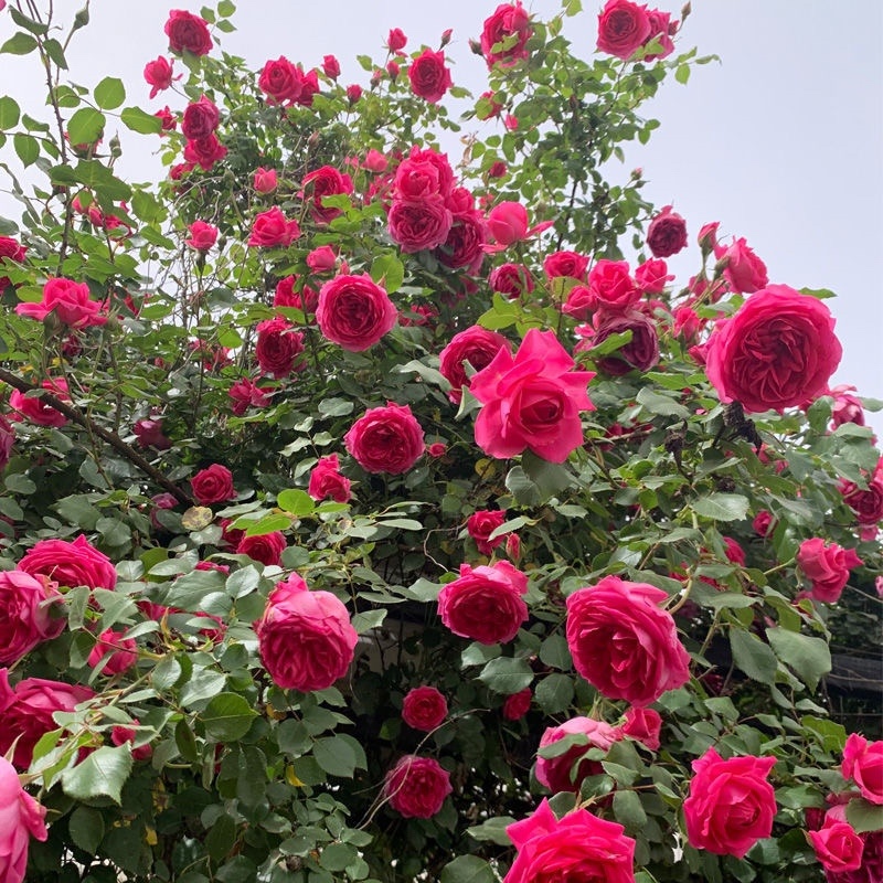 欧月藤本月季花小苗玫瑰花盆栽爬藤蔷薇大花带花发货浓香四季