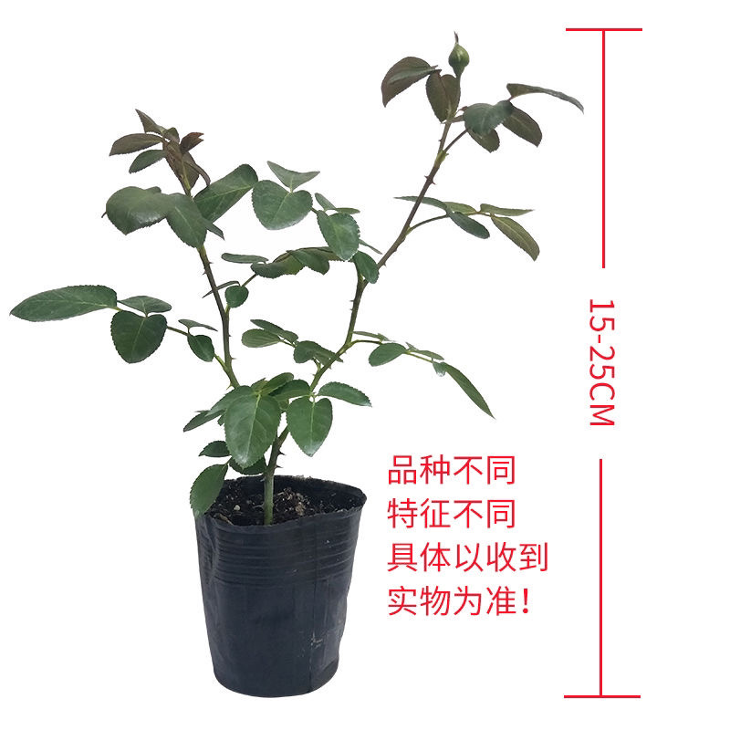 欧月藤本月季花小苗玫瑰花盆栽爬藤蔷薇大花带花发货浓香四季