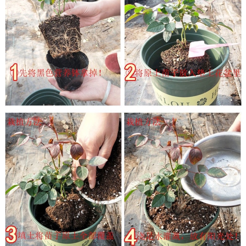 欧月藤本月季花小苗玫瑰花盆栽爬藤蔷薇大花带花发货浓香四季