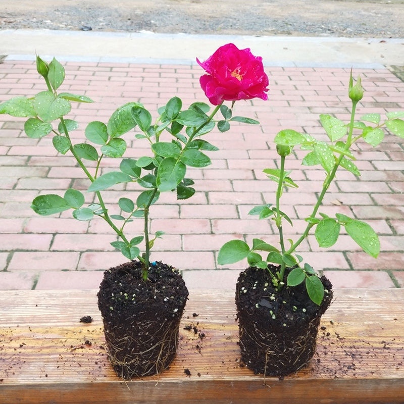 欧月藤本月季花小苗玫瑰花盆栽爬藤蔷薇大花带花发货浓香四季