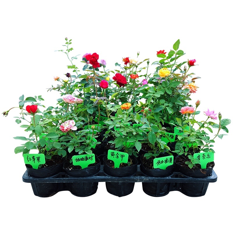 欧月藤本月季花小苗玫瑰花盆栽爬藤蔷薇大花带花发货浓香四季