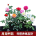 欧月藤本月季花小苗玫瑰花盆栽爬藤蔷薇大花带花发货浓香四季