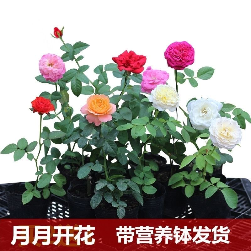欧月藤本月季花小苗玫瑰花盆栽爬藤蔷薇大花带花发货浓香四季