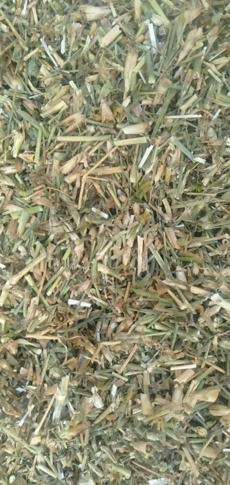 瞿麦
