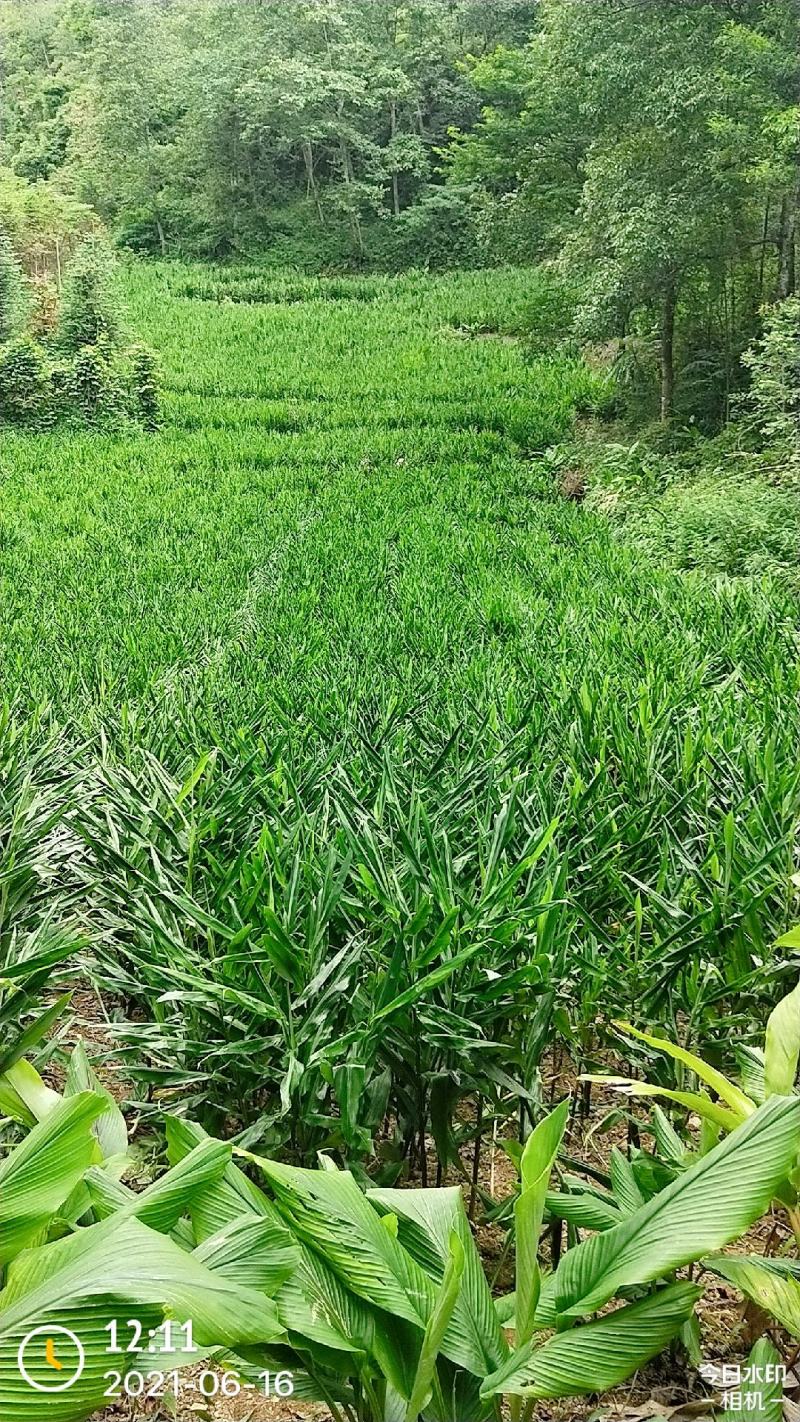 云南文山《高山阳荷》