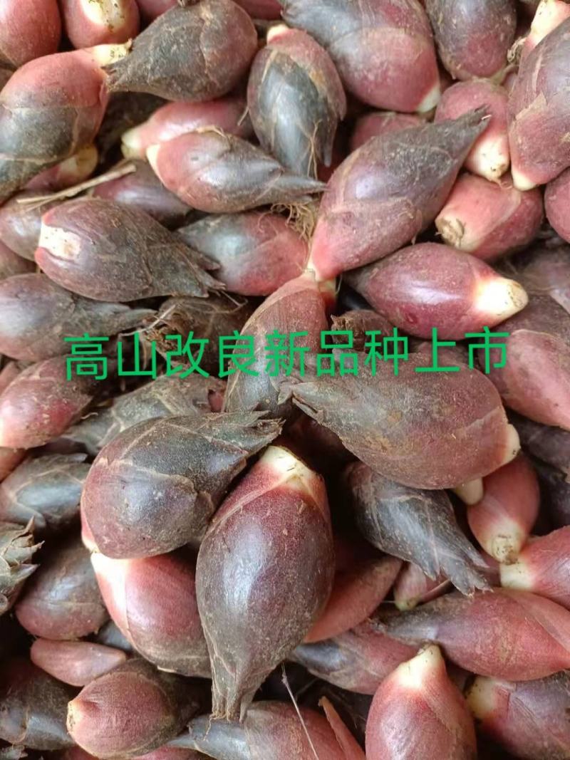 云南文山《高山阳荷》