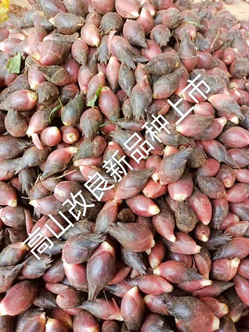 云南文山《高山阳荷》