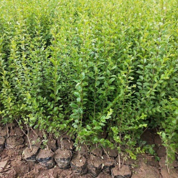 小叶女贞四季常青树苗女贞绿化工程苗木庭院别墅篱笆植物
