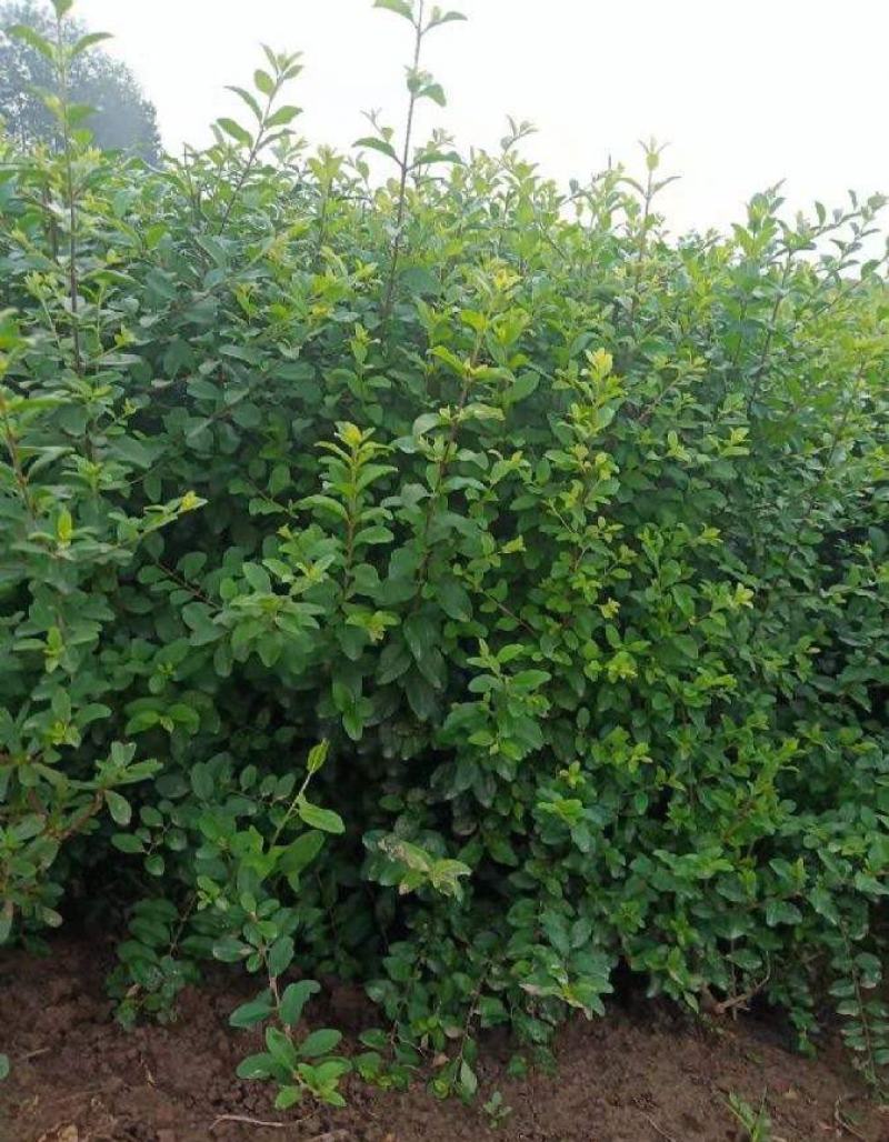 小叶女贞四季常青树苗女贞绿化工程苗木庭院别墅篱笆植物