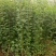 小叶女贞四季常青树苗女贞绿化工程苗木庭院别墅篱笆植物
