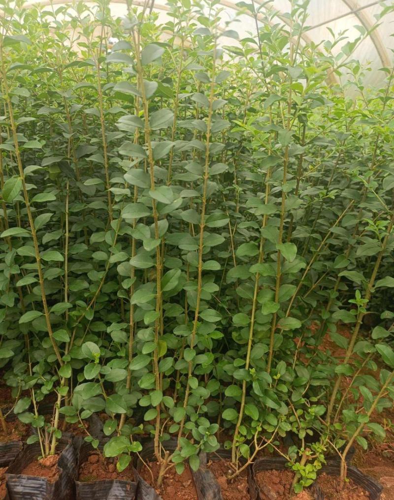 小叶女贞四季常青树苗女贞绿化工程苗木庭院别墅篱笆植物