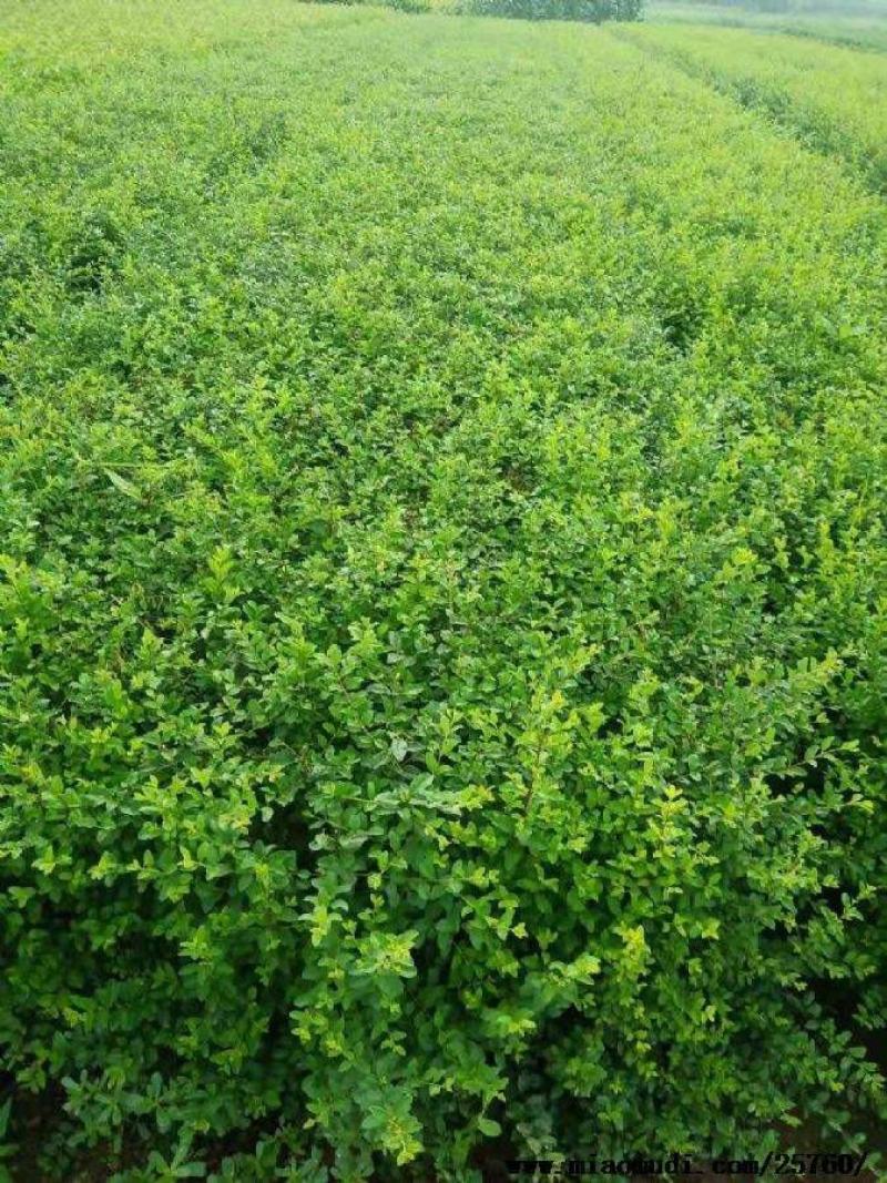 小叶女贞四季常青树苗女贞绿化工程苗木庭院别墅篱笆植物