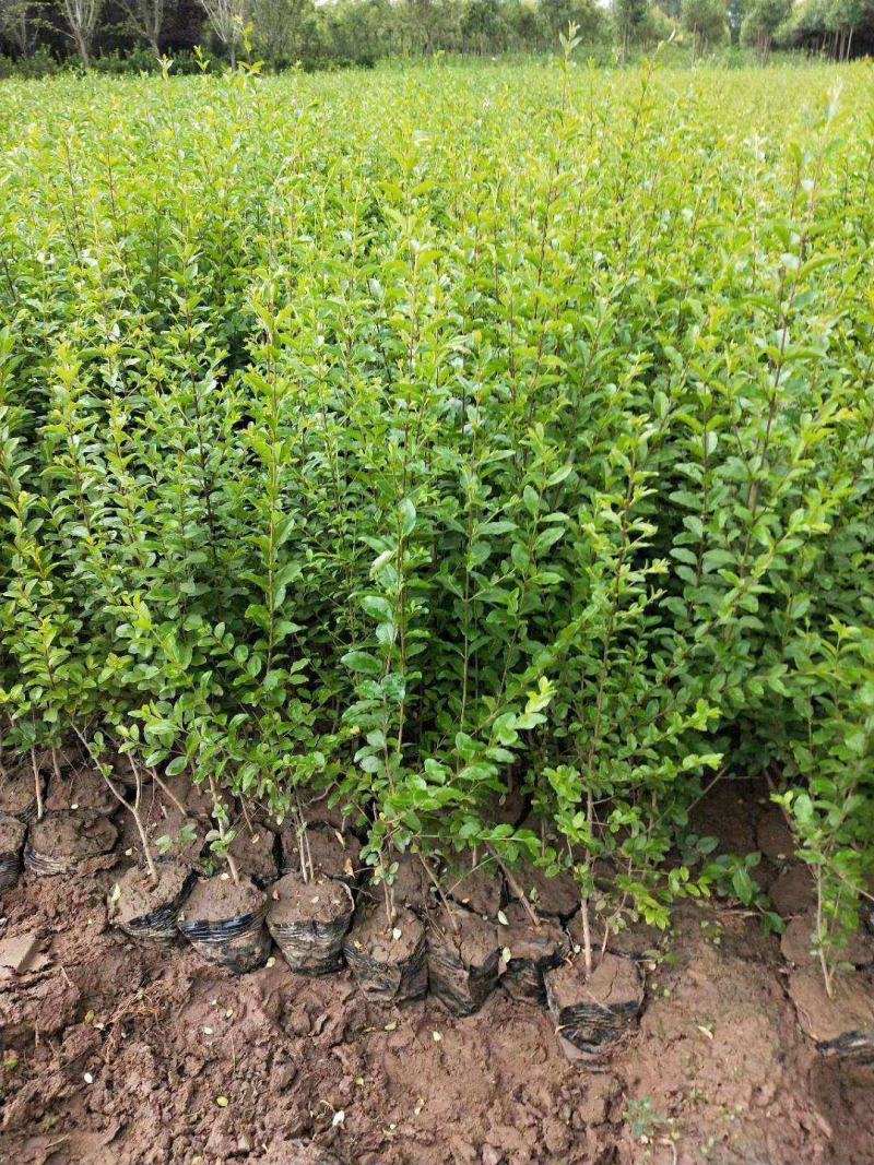 小叶女贞四季常青树苗女贞绿化工程苗木庭院别墅篱笆植物