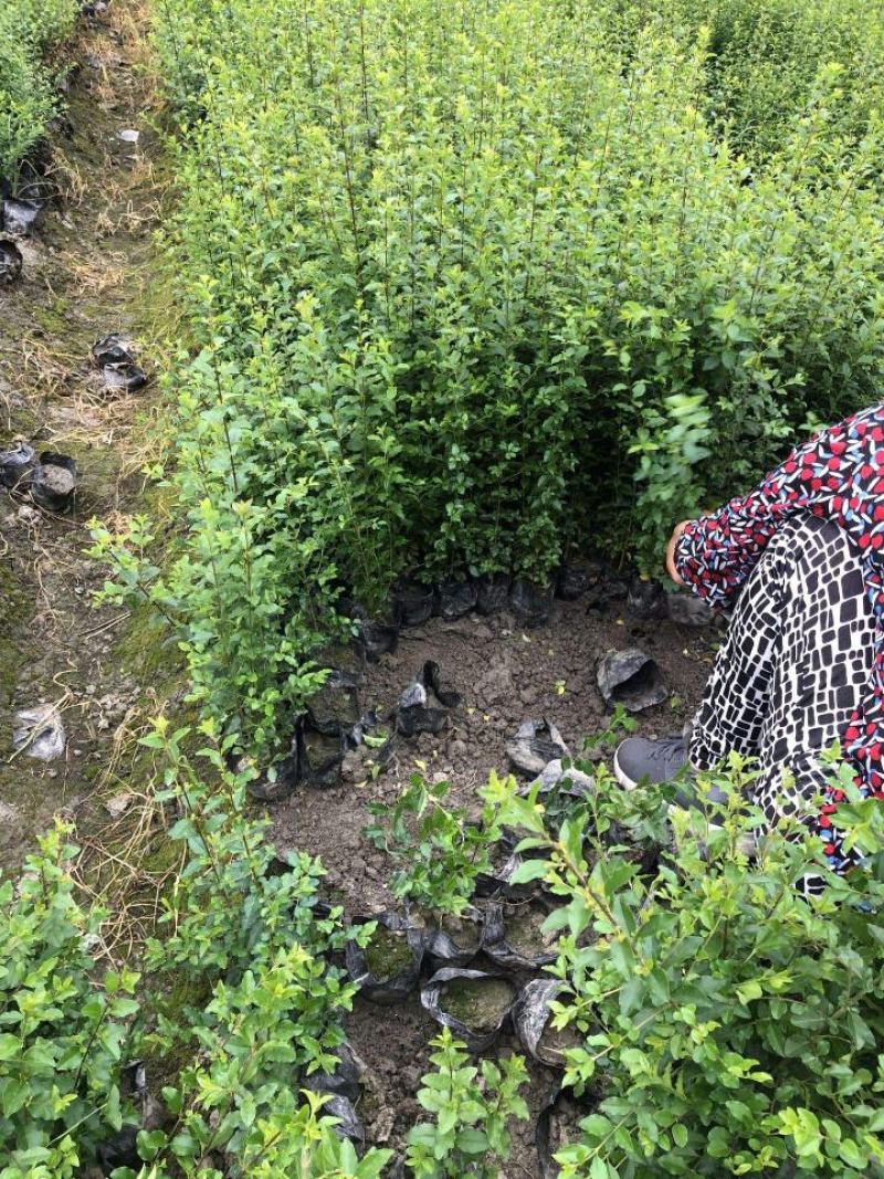 小叶女贞四季常青树苗女贞绿化工程苗木庭院别墅篱笆植物