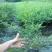 小叶女贞四季常青树苗女贞绿化工程苗木庭院别墅篱笆植物