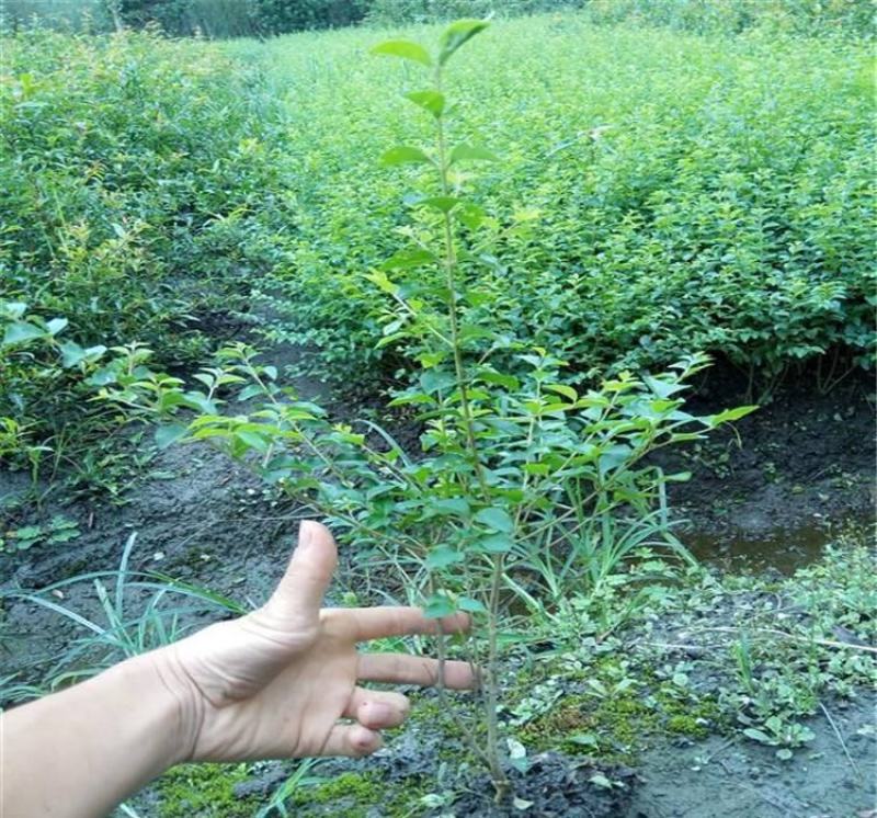 小叶女贞四季常青树苗女贞绿化工程苗木庭院别墅篱笆植物