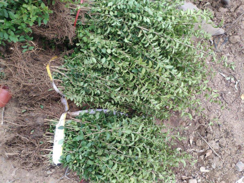 小叶女贞四季常青树苗女贞绿化工程苗木庭院别墅篱笆植物