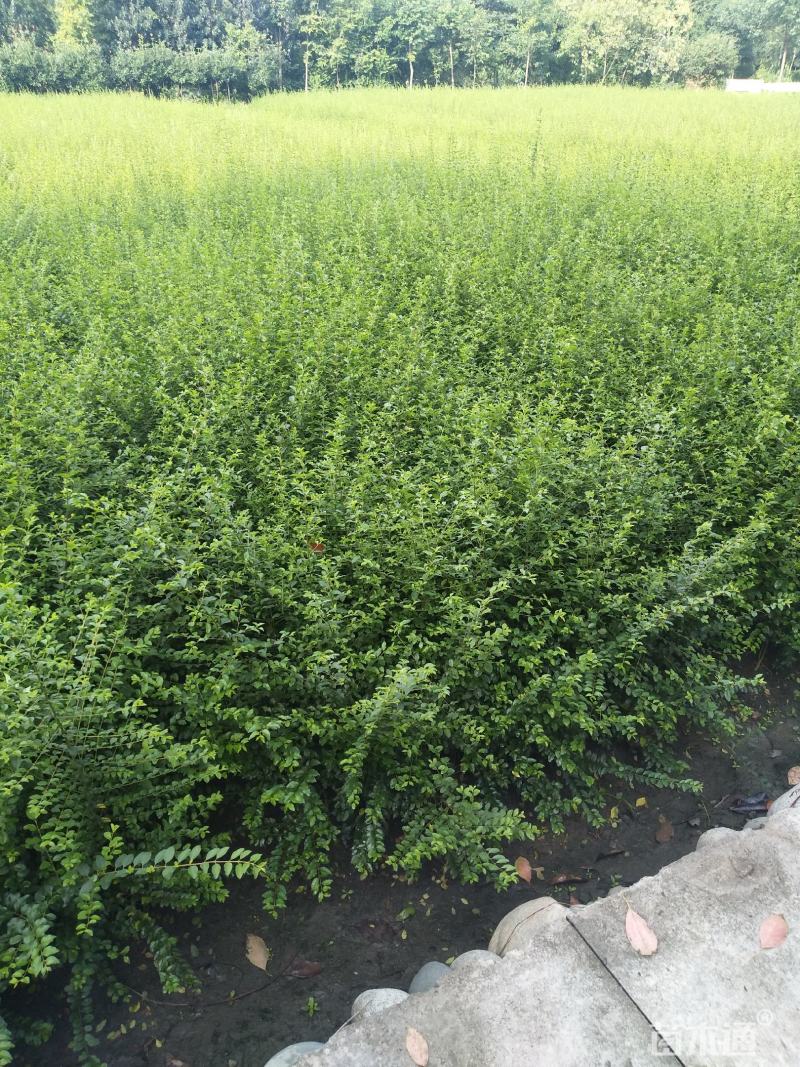 小叶女贞四季常青树苗女贞绿化工程苗木庭院别墅篱笆植物