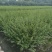 小叶女贞四季常青树苗女贞绿化工程苗木庭院别墅篱笆植物