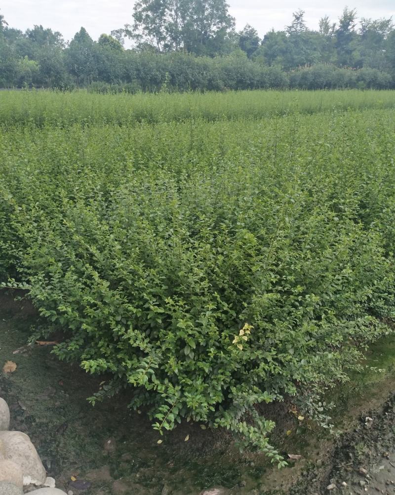 小叶女贞四季常青树苗女贞绿化工程苗木庭院别墅篱笆植物