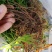 野生红茜草，山东沂蒙山脉，淄博峨庄国家森林公园境内