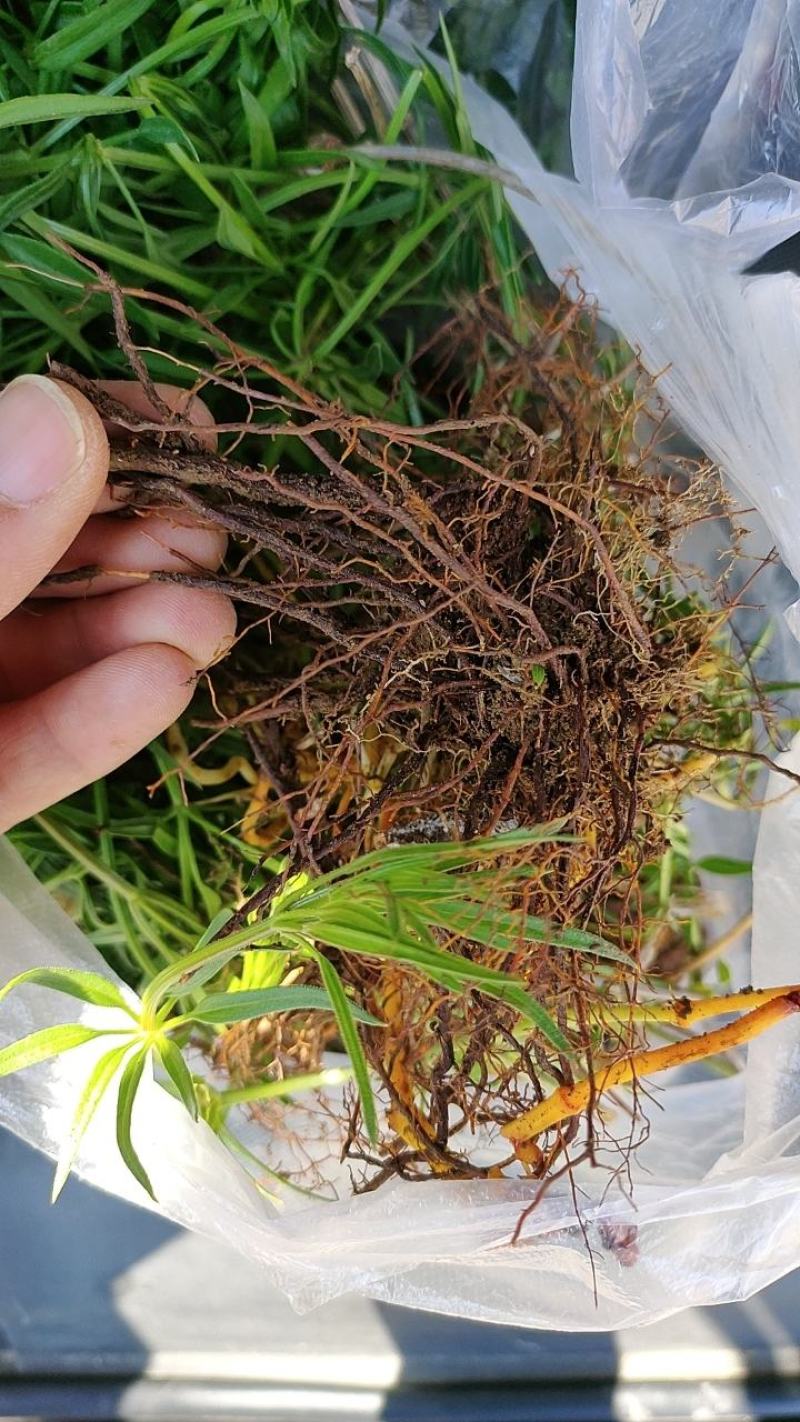 野生红茜草，山东沂蒙山脉，淄博峨庄国家森林公园境内