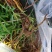 野生红茜草，山东沂蒙山脉，淄博峨庄国家森林公园境内