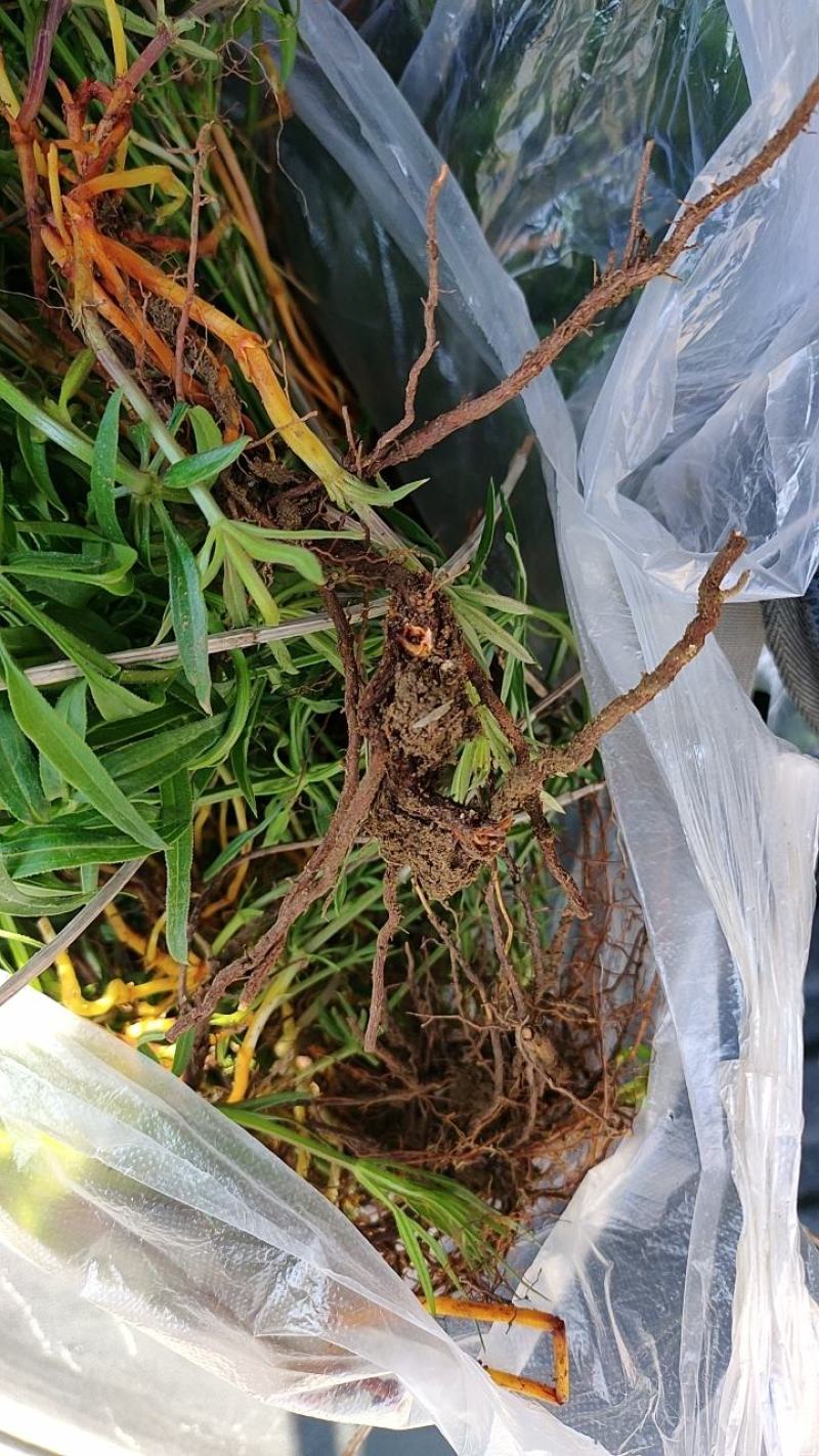 野生红茜草，山东沂蒙山脉，淄博峨庄国家森林公园境内