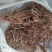 野生红茜草，山东沂蒙山脉，淄博峨庄国家森林公园境内