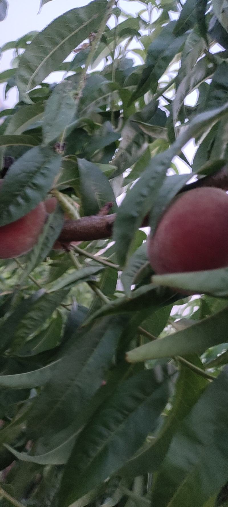杏油桃毛桃