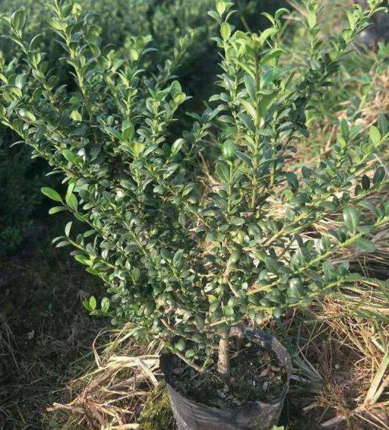 龟甲冬青树苗四季常青庭院绿化苗木龟甲冬青树苗篱笆苗花木