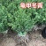 龟甲冬青树苗四季常青庭院绿化苗木龟甲冬青树苗篱笆苗花木