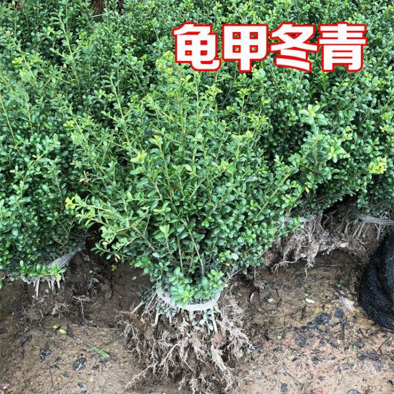 龟甲冬青树苗四季常青庭院绿化苗木龟甲冬青树苗篱笆苗花木