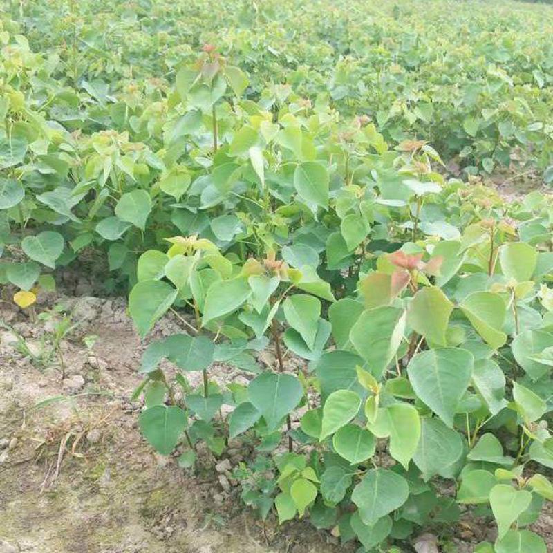乌桕小苗庭院绿化工程用苗彩叶乌桕行道树占地