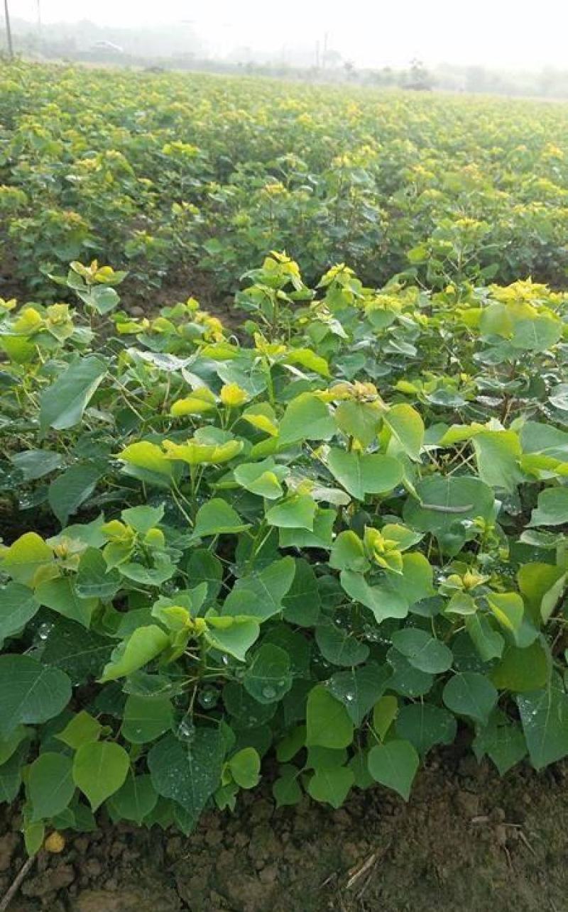 乌桕小苗庭院绿化工程用苗彩叶乌桕行道树占地