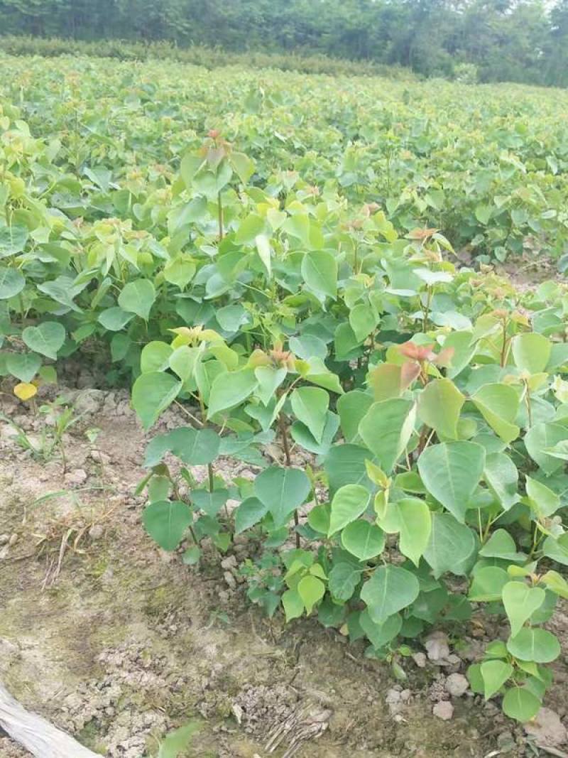 乌桕小苗庭院绿化工程用苗彩叶乌桕行道树占地