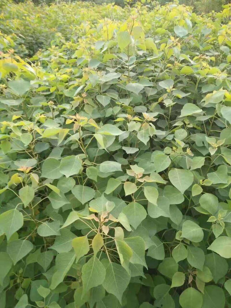 乌桕小苗庭院绿化工程用苗彩叶乌桕行道树占地