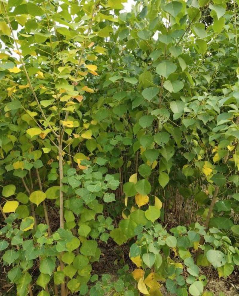 乌桕小苗庭院绿化工程用苗彩叶乌桕行道树占地