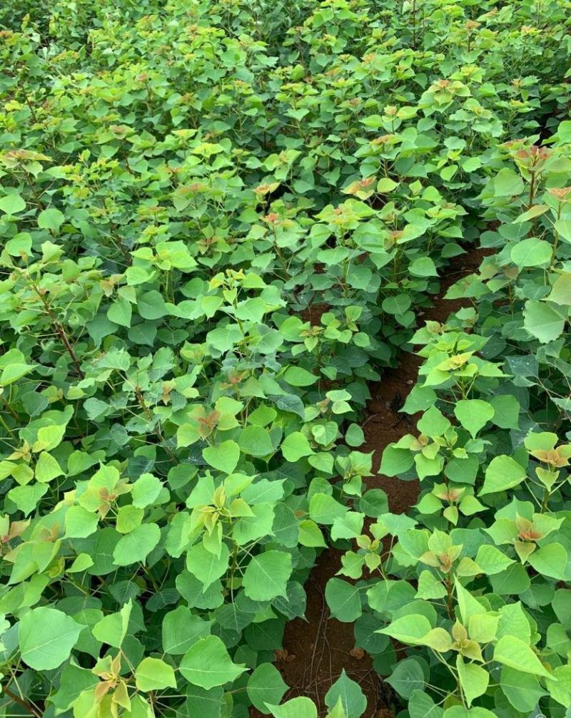 乌桕小苗庭院绿化工程用苗彩叶乌桕行道树占地