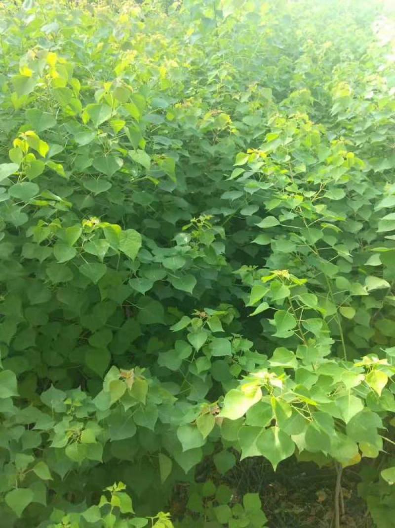 乌桕小苗庭院绿化工程用苗彩叶乌桕行道树占地