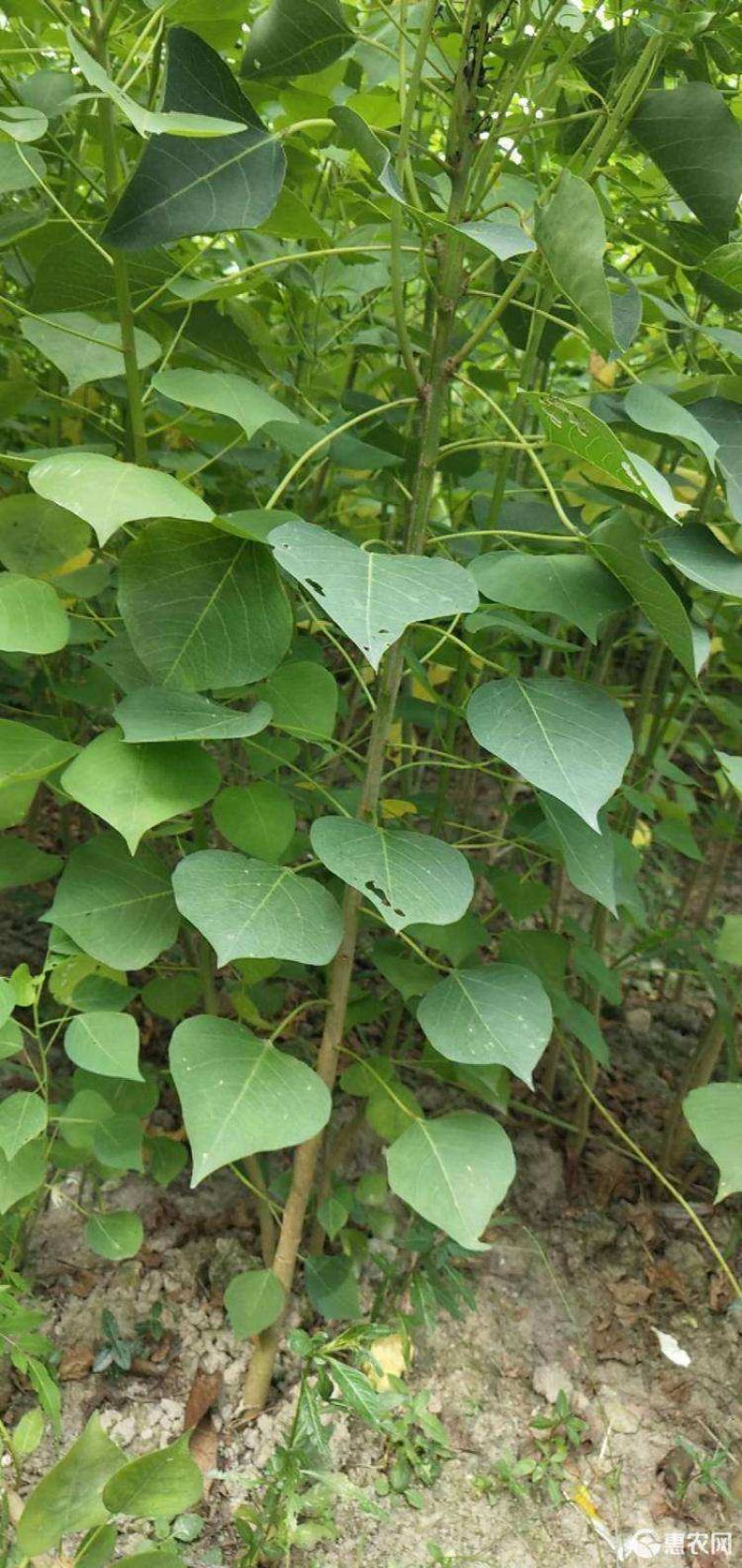 乌桕小苗庭院绿化工程用苗彩叶乌桕行道树占地
