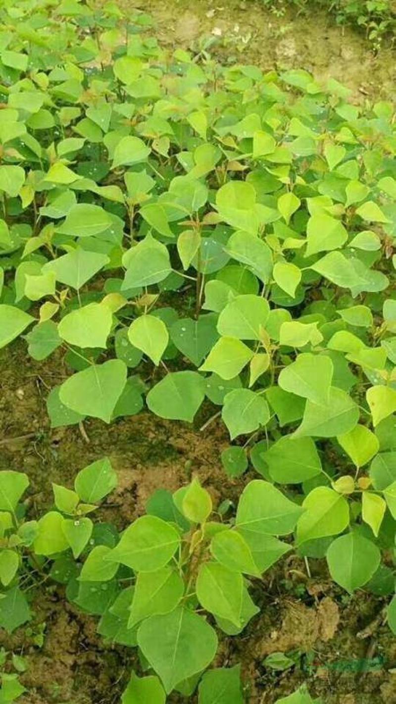 乌桕小苗庭院绿化工程用苗彩叶乌桕行道树占地