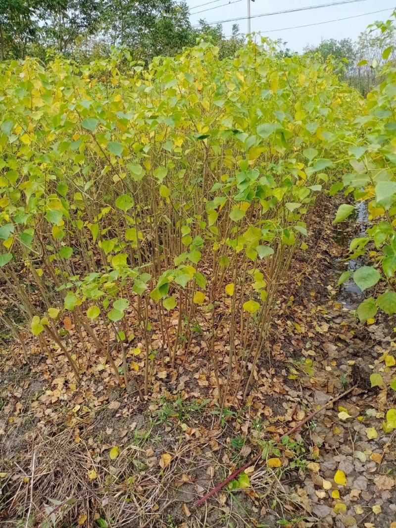 乌桕小苗庭院绿化工程用苗彩叶乌桕行道树占地