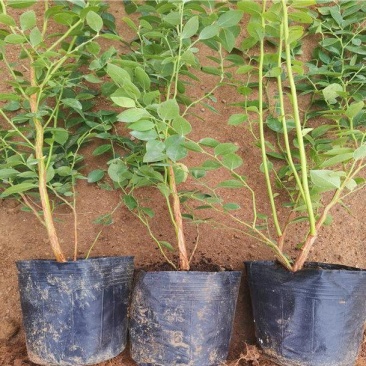 蓝莓树苗盆栽地栽阳台庭院南北方种植当年结果绿植苗