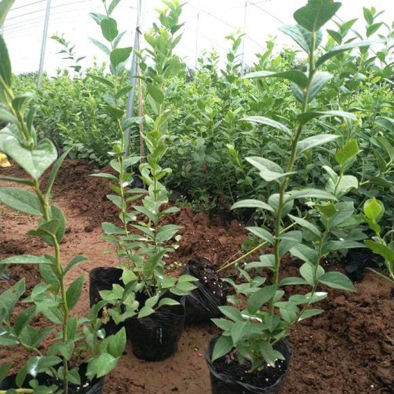 蓝莓树苗盆栽地栽阳台庭院南北方种植当年结果绿植苗